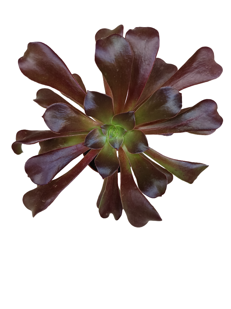 Aeonium Velour Planta Suculenta Ø5_0