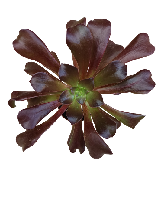 Aeonium Velour Planta Suculenta Ø5_0