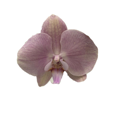 Orquidea Phalaenopsis Jolie 2/3 Tallos M12 70cm_2