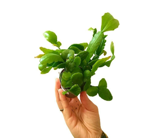 Rhipsalis Crispata M6_0