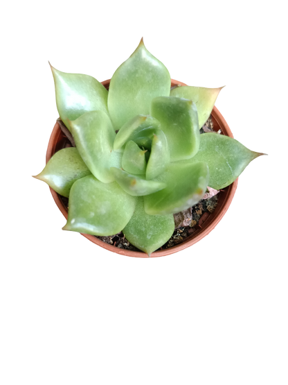 Planta Suculenta  ☼ Surtida Aleatoria Pequeña Ø5 Venta Por Unidad_0