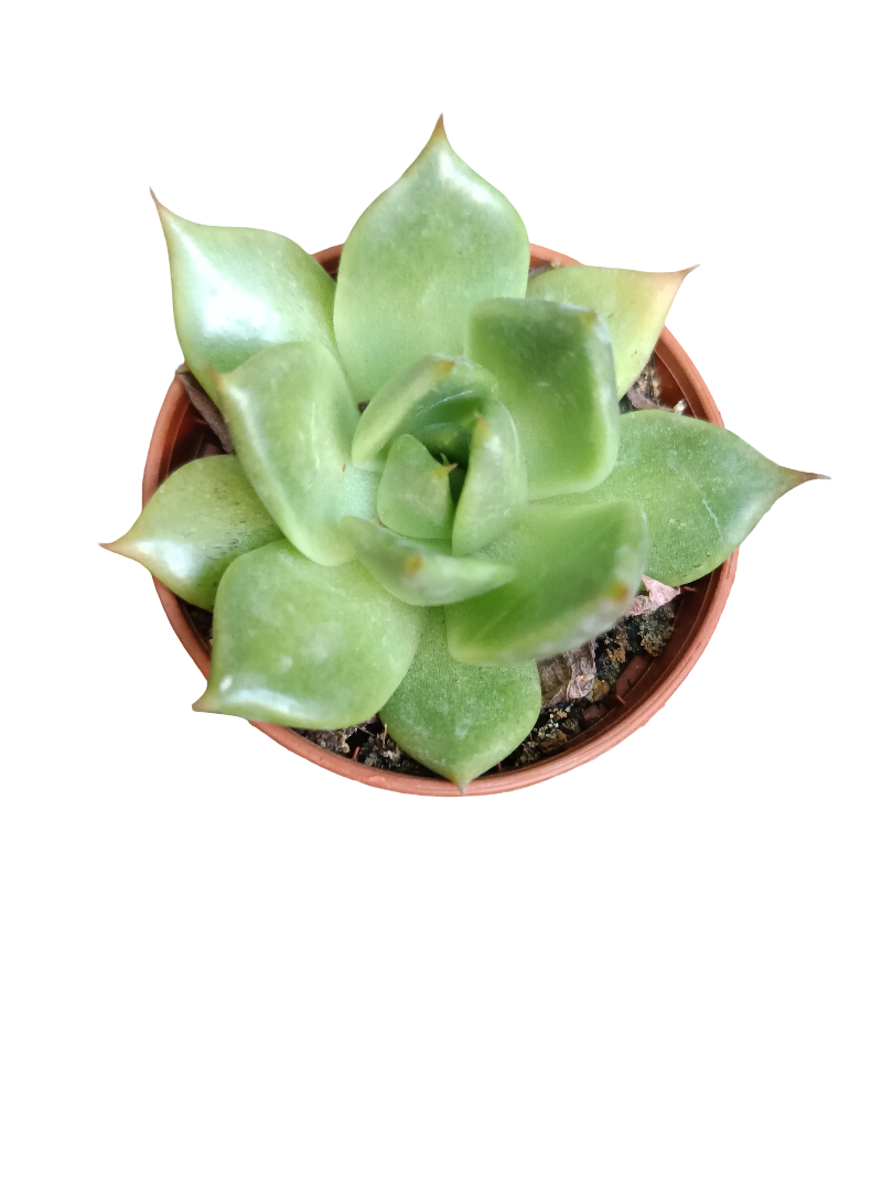 Planta Suculenta  ☼ Surtida Aleatoria Pequeña Ø5 Venta Por Unidad_0