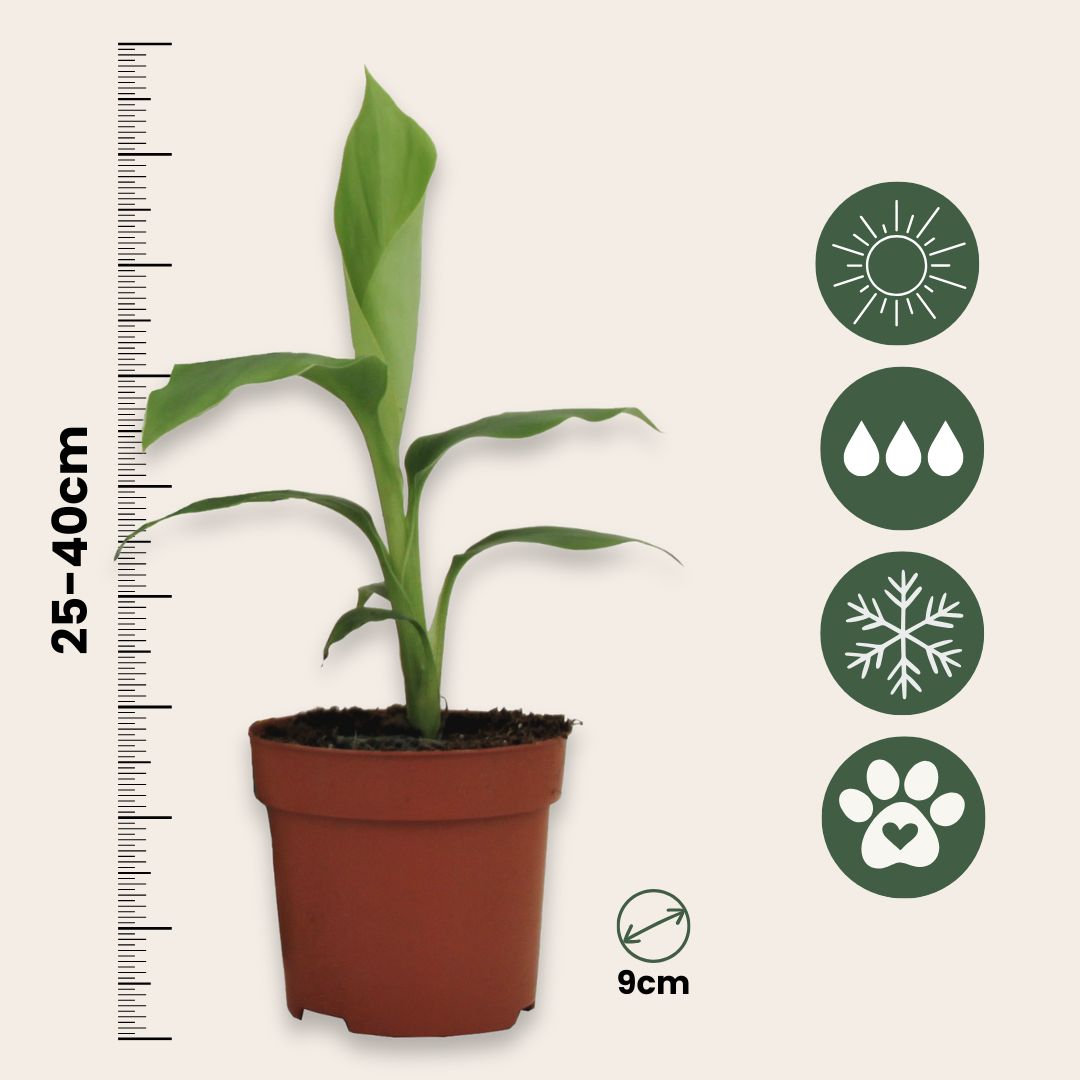 Platanera - 4 Pzs - Musa Basjoo - Altura 25-40cm - ⌀9cm_2