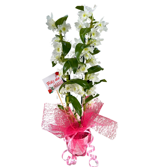 Orquídea Dendrobium Especial Para Regalo M12_0