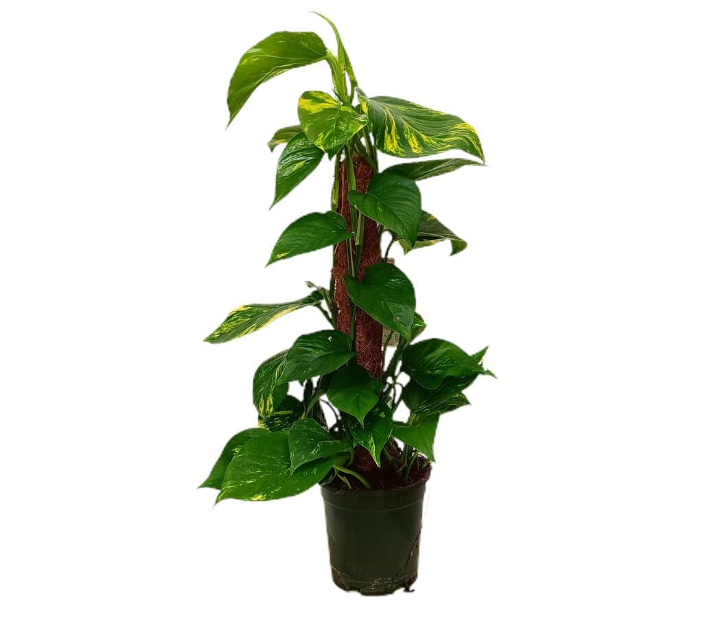 Epipremnum Mosstok M15 50cm (potho)_0