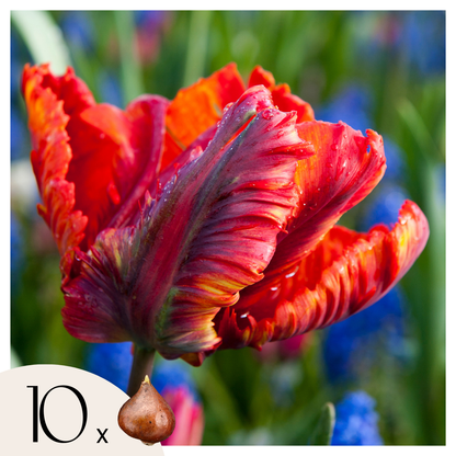 Bulbos De Tulipán - 10 Pzs - Tulipa 'rasta Parrot' - Bulbos De Flores - Blanco_0