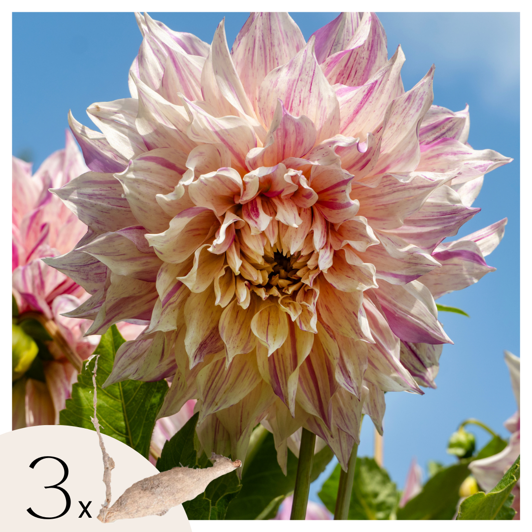 Tubérculos De Dalia - 3 Pzs - Dahlia 'café Au Lait Twist'_0