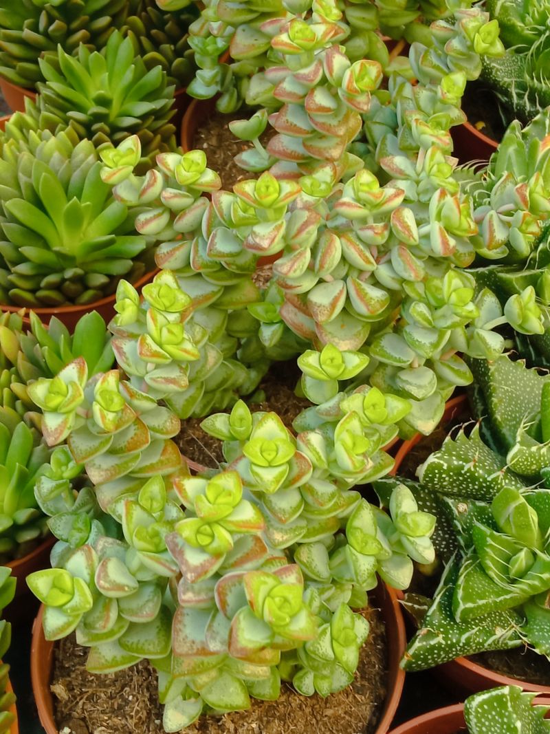 Crassula Rupestris Planta Suculenta Ø8_0