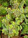 Crassula Rupestris Suculenta Ø8