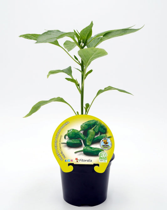 Plantón Pimiento Padrón En Maceta 10,5 Cm. Natural - Fitoralia_0