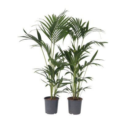 Palma Kentia - 2 Pzs - Howea Forsteriana - Altura 90-100cm - ⌀18cm_0