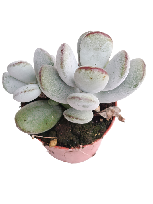 Cotyledon Higgsense Ø5 Planta Suculenta_0