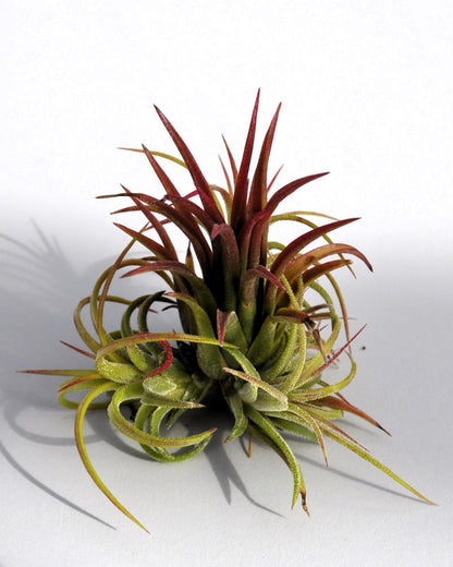 Tillandsia ionantha 'Fuego', tillandsia roja, planta del aire; Curiosarium; altura 6-8 cm, diámetro 4-6 cm_2