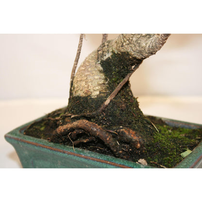 Bonsai Ficus retusa 6 anos