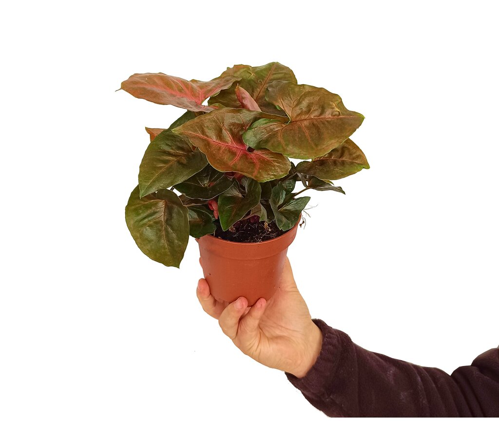 Syngonium Podophyllum Red M12 25cm_1