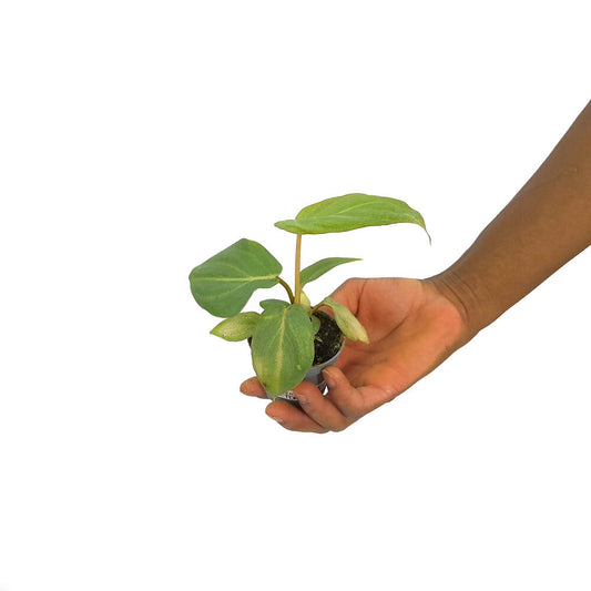 Philodendron Gloriosum M6_0