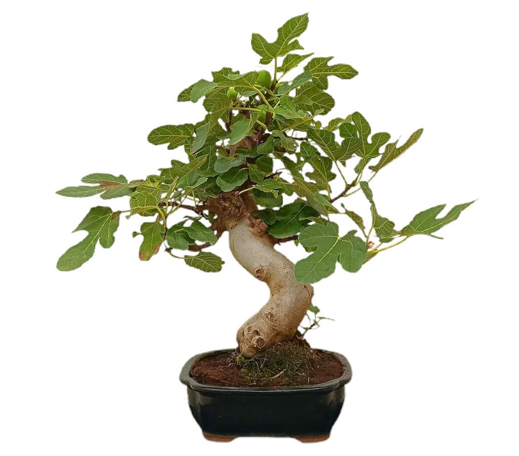 Bonsái Ficus Carica 16 Años (higuera)_0