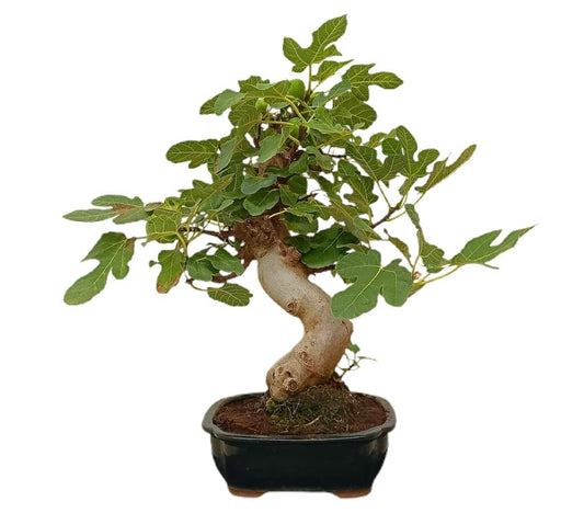 Bonsái Ficus Carica 16 Años (higuera)_0