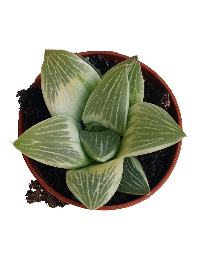 Haworthia Milky Way Planta Suculenta De Interior Ø5_0