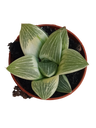 Planta Suculenta De Interior Haworthia Milky Way Ø5