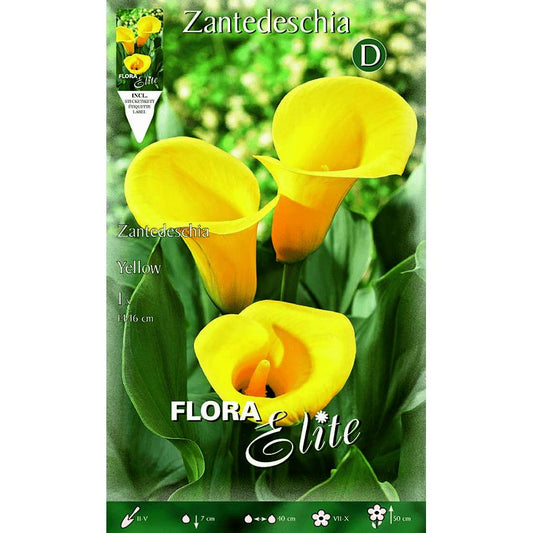 Bolbo de Calla Amarelo 1 unidade