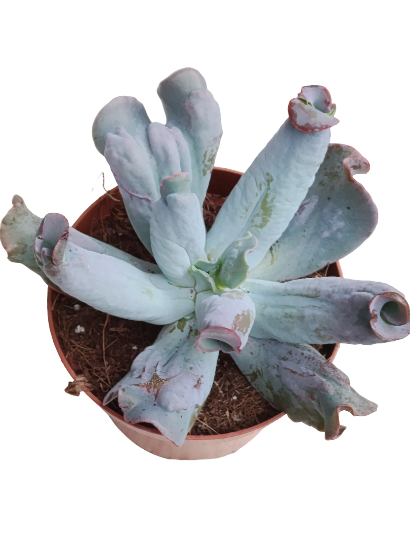 Echeveria Linguas Ø13 Planta Suculenta_0