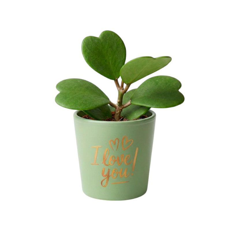 Cactus Corazón Natural en Maceta de Cerámica Verde - Pack Regalo_0