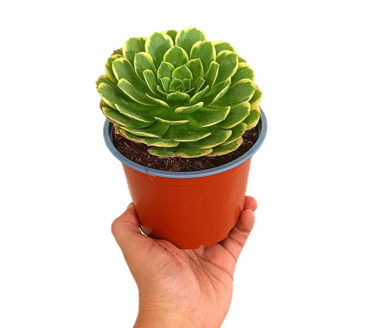 Aeonium Castello-paivae M13_0