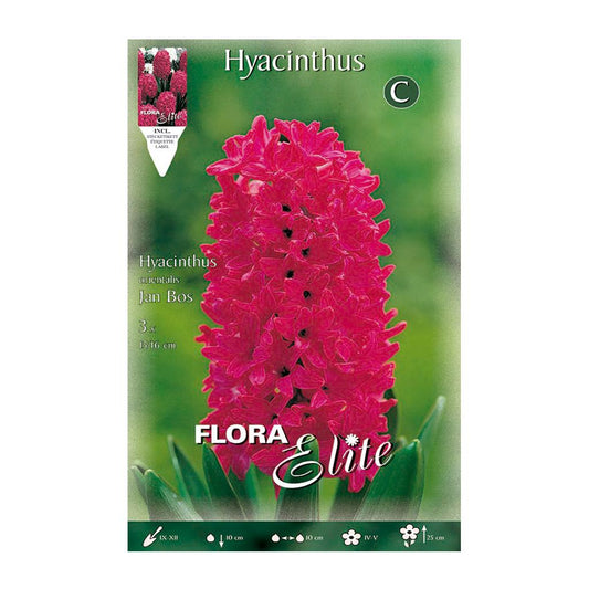 Bolbos Elite Red Jacinto 3 peças