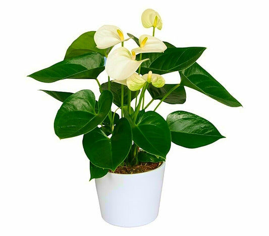 Anthurium Andreanum Blanco M14 40cm_0