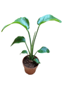 Streltzia Nicolai Ave Del Paraiso Planta De Interior Ø14-altura 30-50 Cm