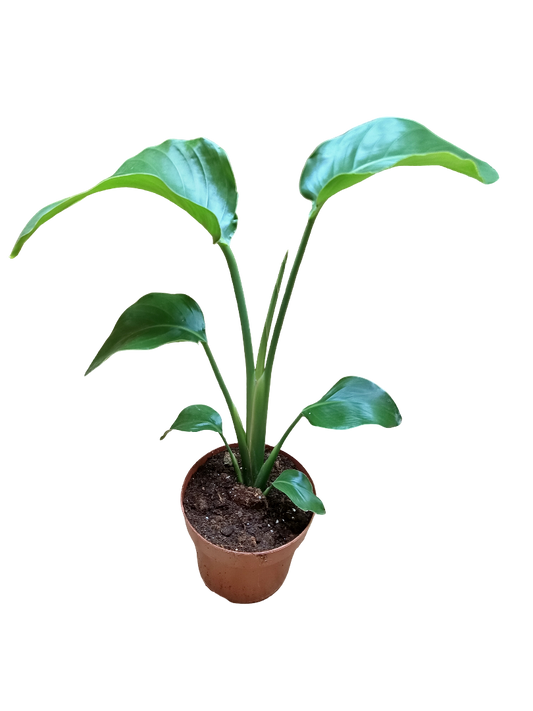 Streltzia Nicolai Ave Del Paraiso Planta De Interior Ø14-altura 30-50 Cm_0