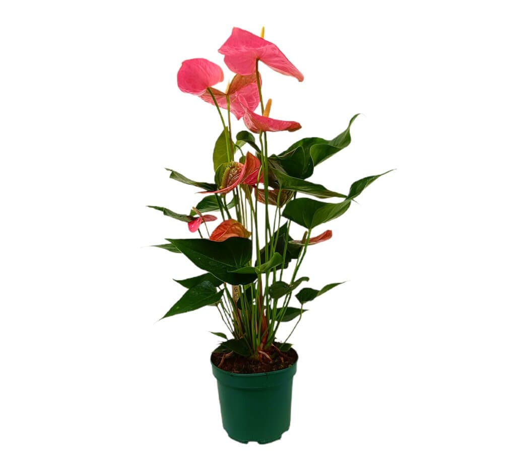 Anthurium Colorado M17_0