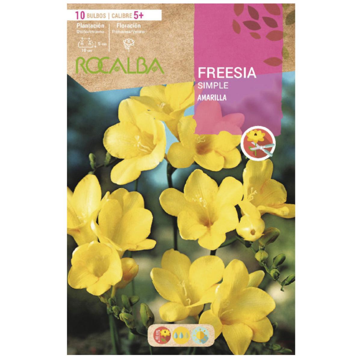Bolbo simples de frésia amarela 10 unidades Rocalba