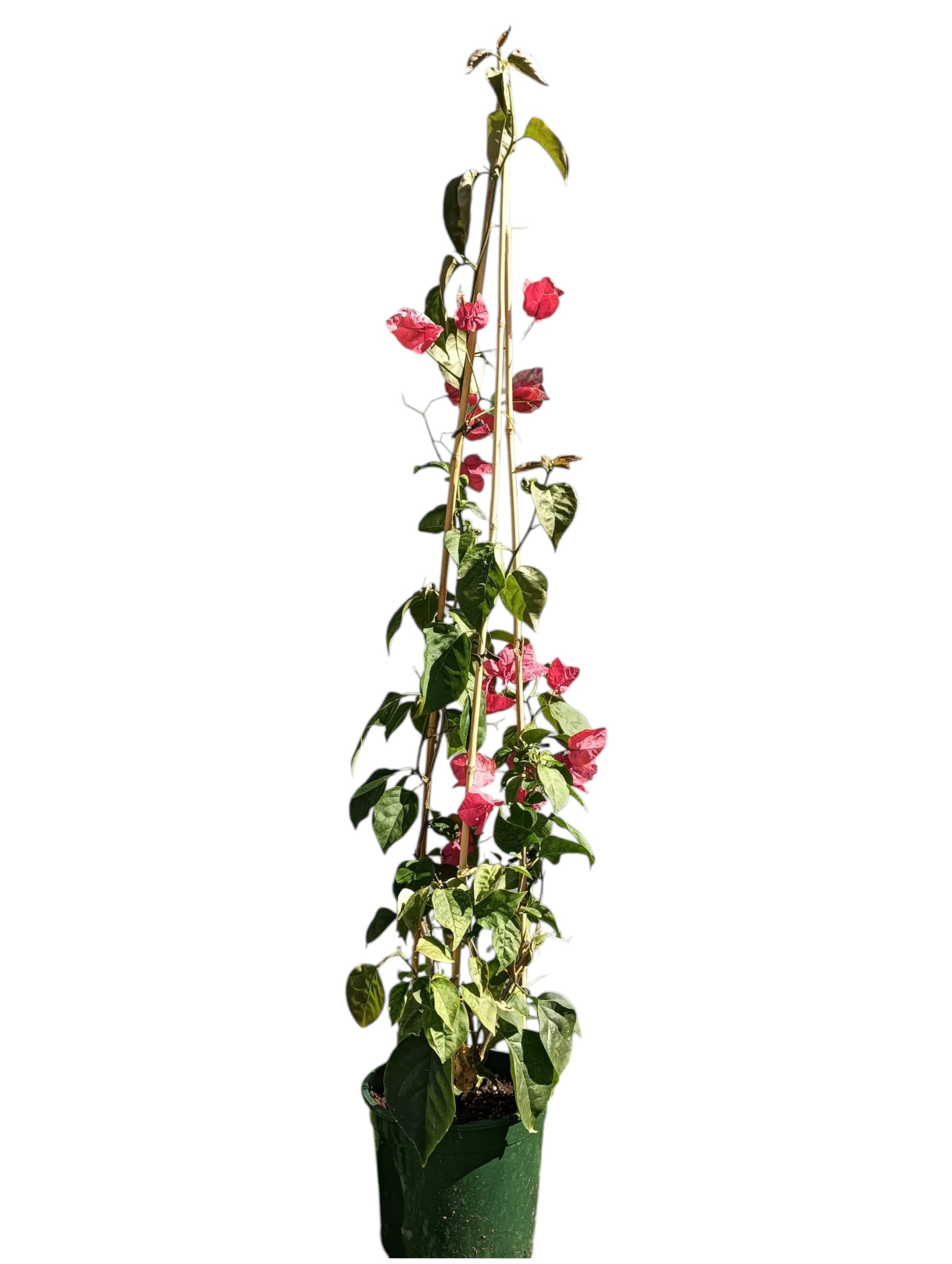 Buganvilla Maceta 140 CM_0