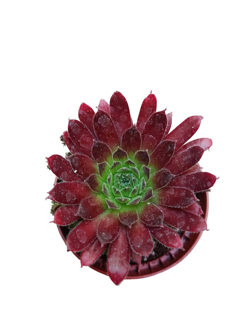 Sempervivum Mix Planta De Exterior 1 Unidad Aleatoria_0