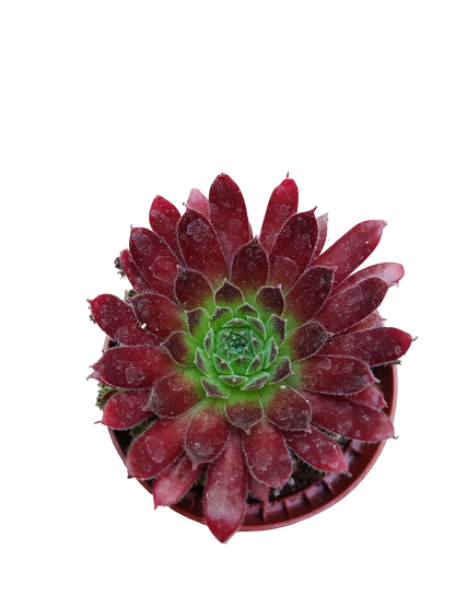 Sempervivum Mix Planta De Exterior 1 Unidad Aleatoria_0