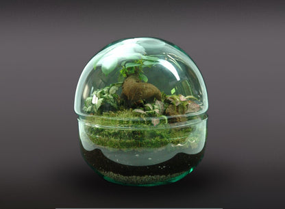 Nanogarden Terrario Ball Ginfit 20x20cm_0