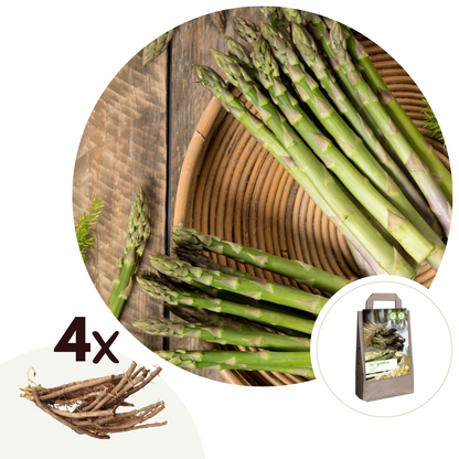 Espargo - 4 Pzs - Asparagus 'gijnlim' - Cepellones - Verde_0