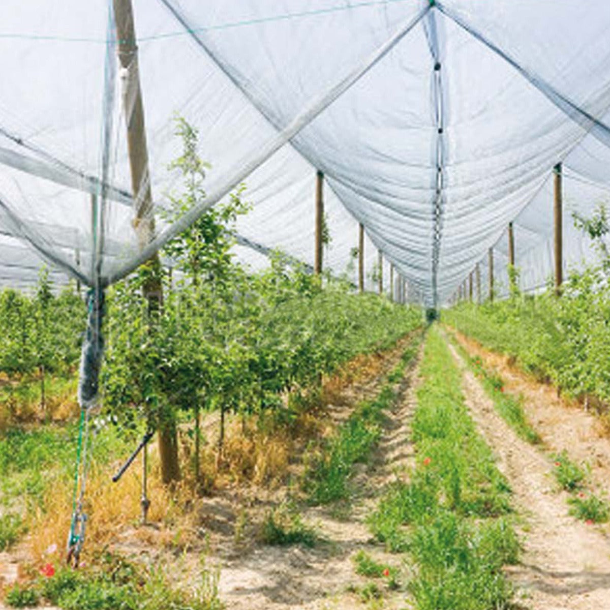 Rede anti-granizo 2 x 10 m Verdemax