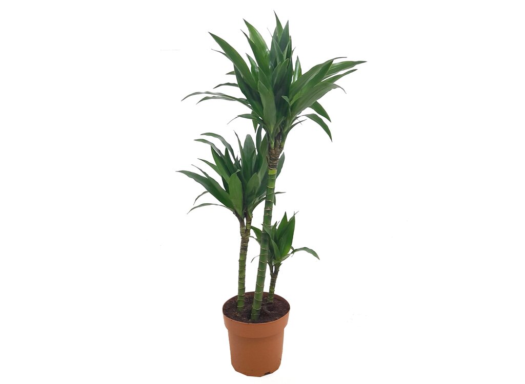 Dracena Fragans 3 Troncos 60-30-15 M21_0