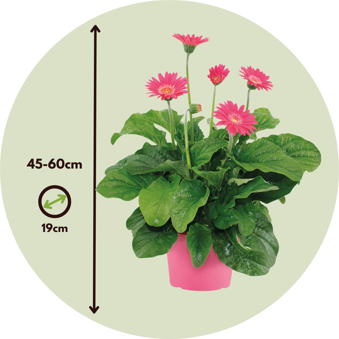 Gerbera Garvinea - Rosa - Altura 45-60cm - ⌀19cm_2