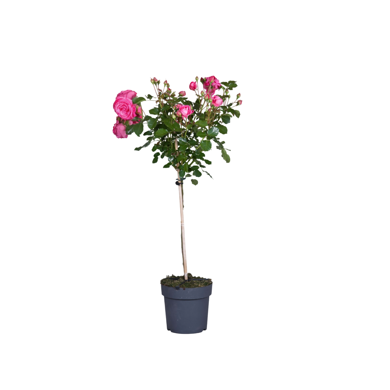Rosa De Tallo - Rosa Palace 'topkapi' - Altura 80-100cm - ⌀19cm_0