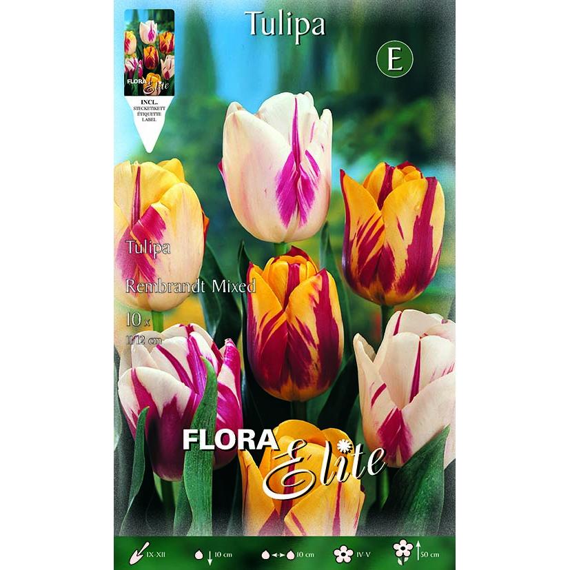 Bolbos de Tulipa Rembrand Elite Mix 10 unidades
