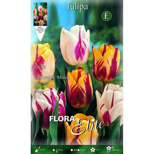 Bolbos de Tulipa Rembrand Elite Mix 10 unidades