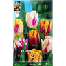 Bolbos de Tulipa Rembrand Elite Mix 10 unidades