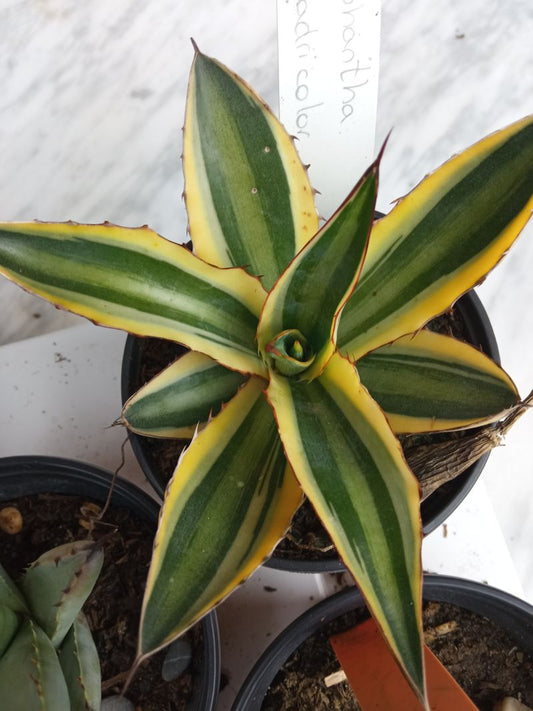 Agave Lophanta Quatricolor Planta Suculenta 10 Cms_0