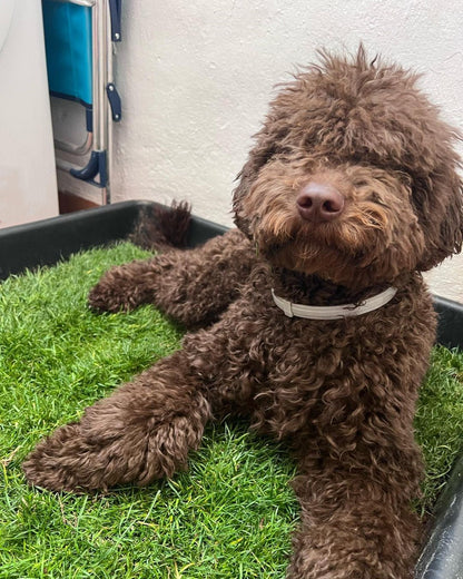 Petground, Cama Para Perros, Empapador, Alfombra Olfativa, Césped Natural, XXL_4