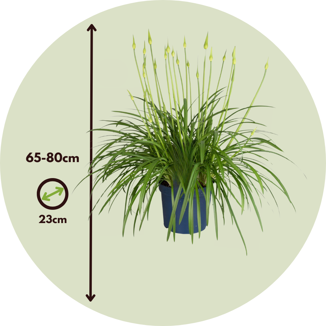 Lirio Africano - Agapanthus Amourette - Altura 65-80cm - Ø23cm_2