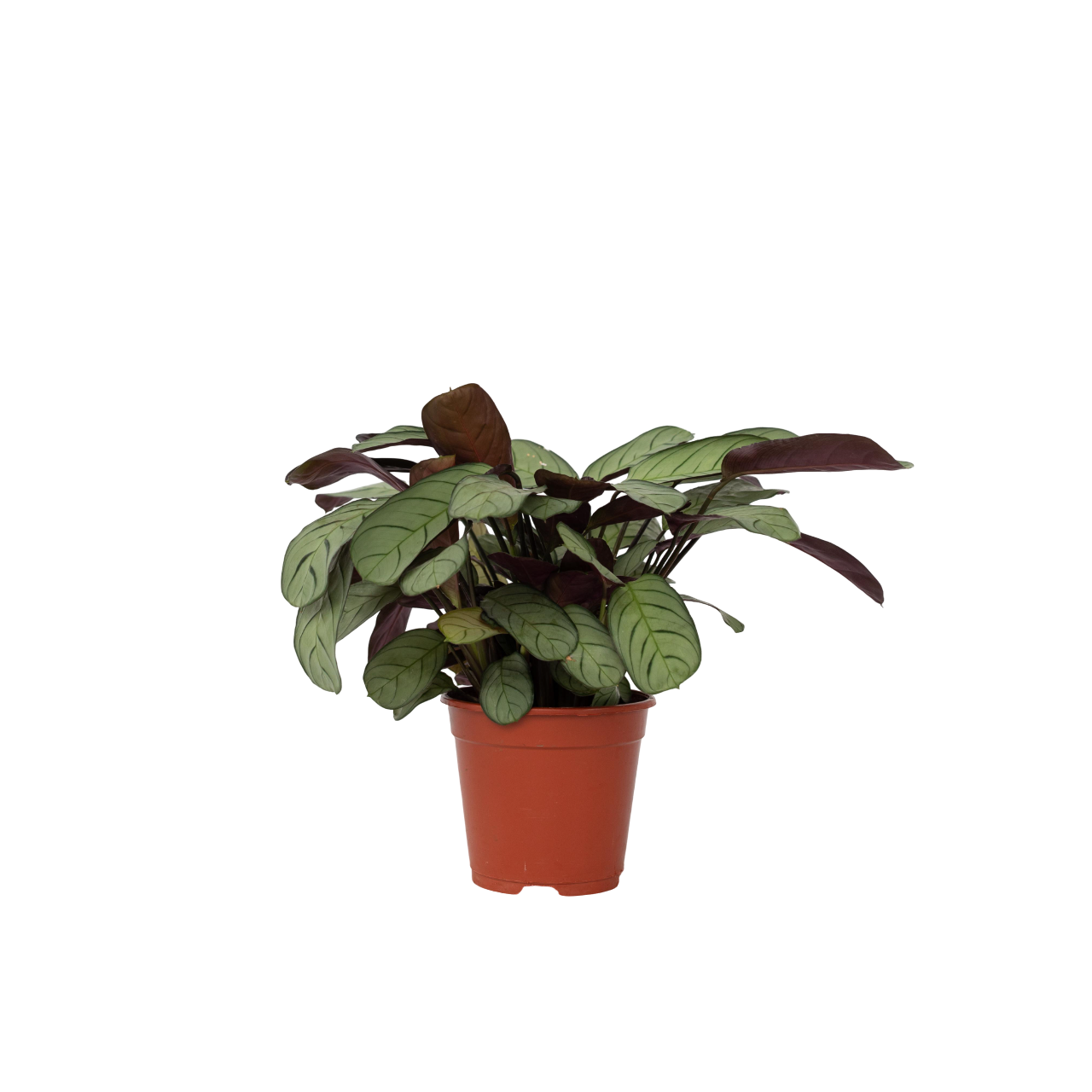 Planta De Oración - Ctenanthe Burle-marxii 'amagris' - Altura 25-35cm - ⌀14cm_0